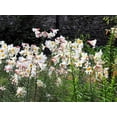 thumbnail image 2 of 10 Seeds REGAL TRUMPET LILY aka Royal / King's Lilium Regale White Pink Yellow Flower Seeds, 2 of 10