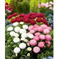 thumbnail image 2 of GSDWIUEW English Daisy Marguerite Mix Seeds – 560 Flower Seeds for Planting, 2 of 4