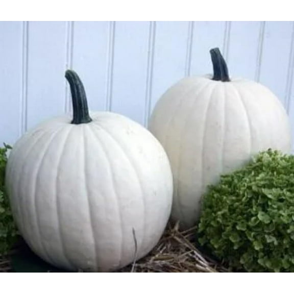 Cotton Candy Pumpkin Seeds for Planting (10 Seeds) - Grow Pure White Pumpkins