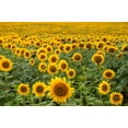 thumbnail image 2 of 50 HOPI COMMON SUNFLOWER Helianthus Annuus Flower Seeds, 2 of 10