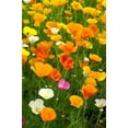 thumbnail image 4 of TomorrowSeeds - 7 Colors Mix California Poppy Seeds - 18,000+ Count - For 2026 Planting Rainbow, 4 of 8