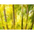 thumbnail image 2 of Gulin, Sylvia 18x15 White Modern Wood Framed Museum Art Print Titled - Hawaii-Maui-Up Country-Kula-Kula Botanical Gardens with small tropical palm trees, 2 of 4