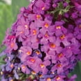 thumbnail image 2 of Direct Gardening 2 Gal. Pot, Birthday Cake™ Butterfly Bush Shrub Potted Purple Flowering Plant, 2 of 6