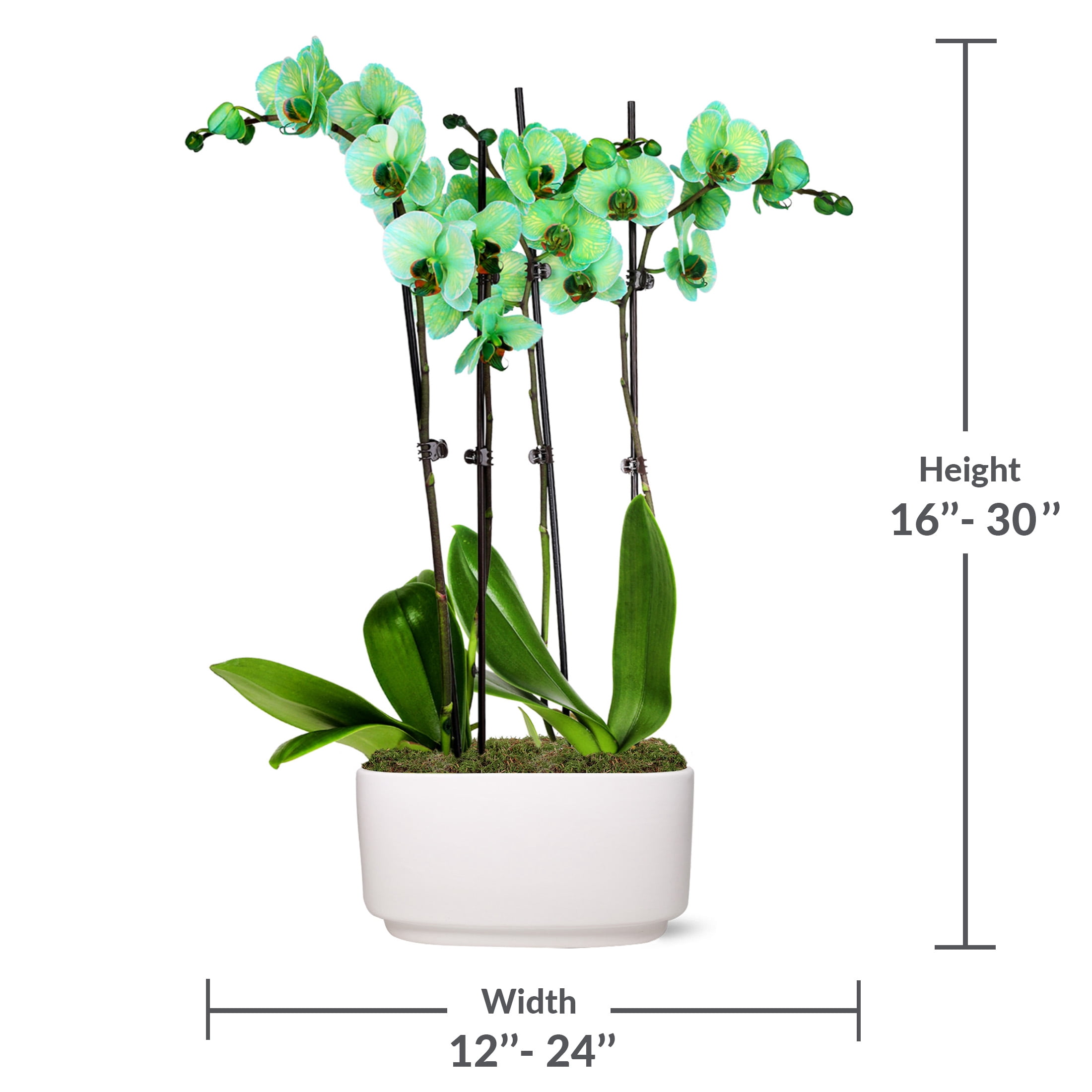 Just Add Ice 10" Green Watercolor Duo in White Ceramic Pot
