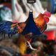 thumbnail image 5 of Báscula electrónica para aves de corral, bolsa para pesar pollos, soporte con báscula, tamaño S, 5 of 5