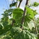 thumbnail image 3 of 1000 Piezas Pinzas de Soporte de Plantas de JardíN, Pinzas de Tomate, Pinzas de Enrejado, para Vid de Calabaza de Flor de Pepino, DiáMetro Interior de 1 Pulgada, 3 of 5