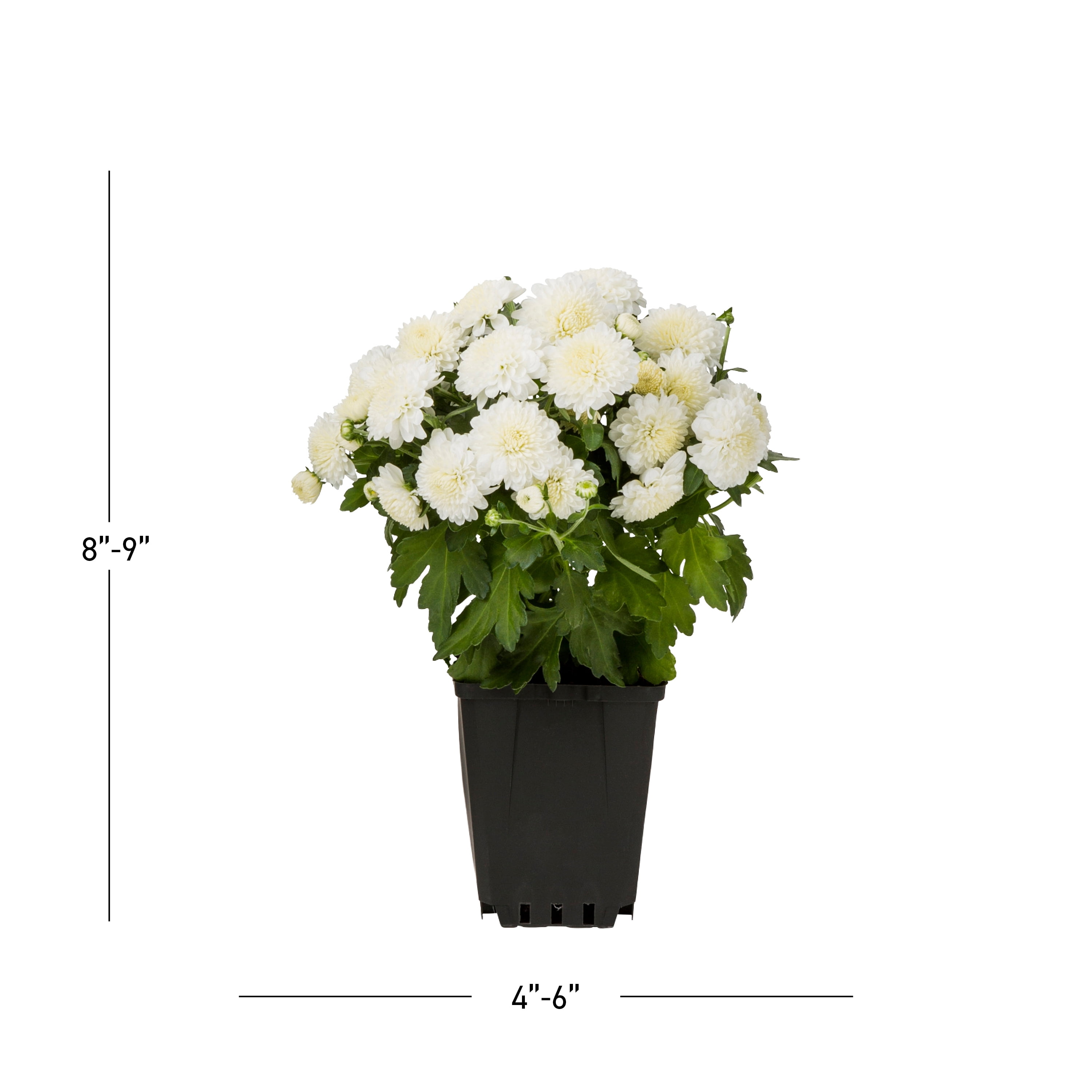 Expert Gardener 8" White Garden Mum Live Plants in Grower Pots (5 Count)