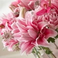 thumbnail image 3 of Lilium Oriental Roselily Isabella 3 Flower Bulbs - Summer Pink Pollen-Free Blooms in Sun, 3 of 4