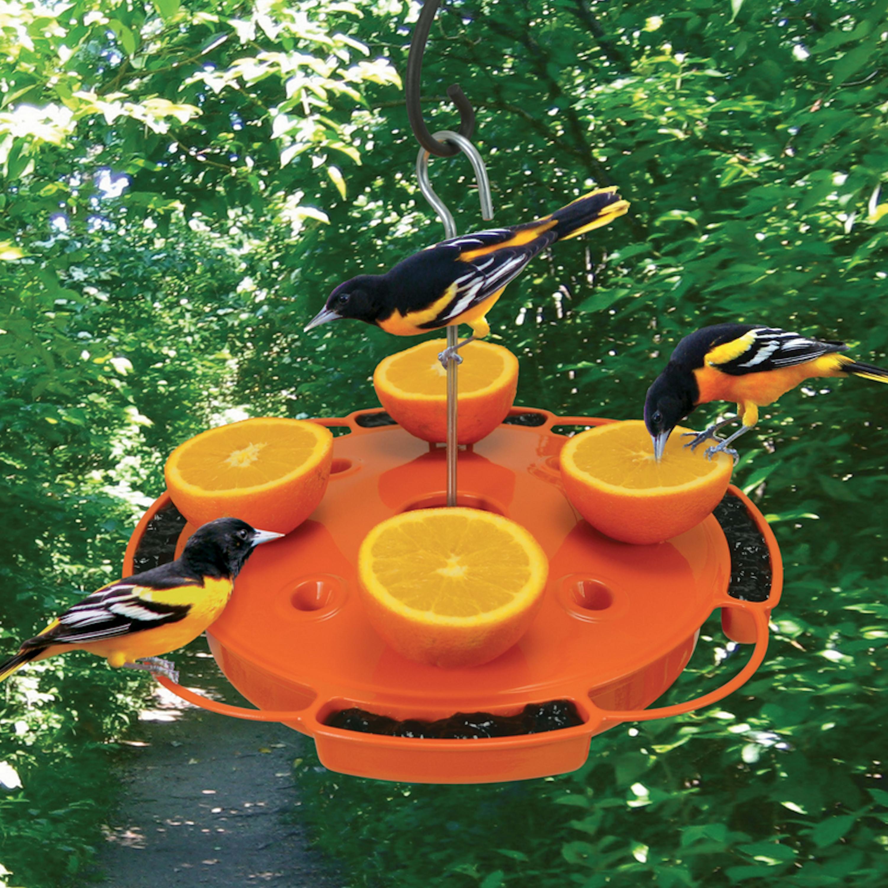 Songbird Essentials Bird Feeder Ultimate Oriole Feeder with Ant Moat