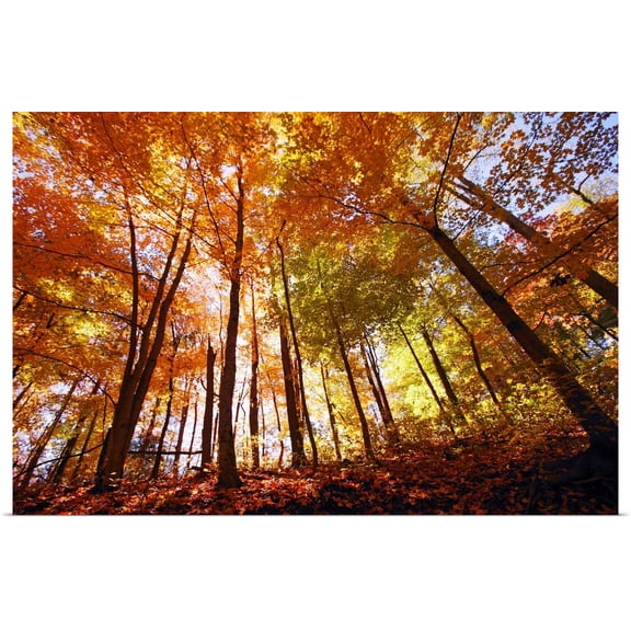 Great BIG Canvas | Rolled Kristy-Anne Glubish Poster Print entitled Trees In Autumn