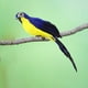 thumbnail image 5 of Escultura de Guacamayo Artificial Shamjiam Modelo Azul, 5 of 7