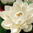 thumbnail image 4 of 6pcs Artificial lotus flower lotus leaf for Pond, 4 of 4