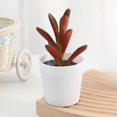 thumbnail image 4 of Artificial Potted Plants with White Plastic Pots for Home and Office Decor, Small Flower Arrangements for Indoor Spaces, 4 of 5