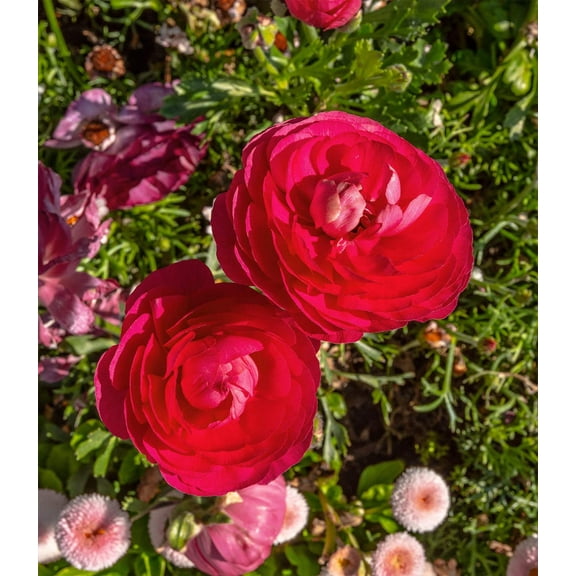 Rose Ranunculus - 10 bulbs