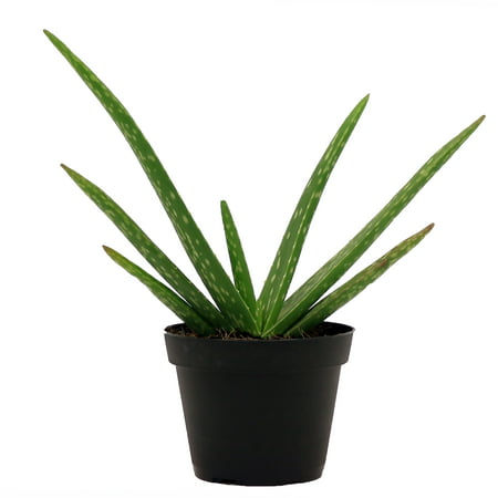 Delray Plants Aloe Vera, Tropical Decor Succulent, Low Maintenance Live House Plant, 4” (Best Small Indoor Plants Low Light)
