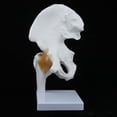 thumbnail image 2 of De La Articulación De La Cadera Humana De Tamaño Natural Con Anatomía Humana Médica Del Modelo De Ligamento Soledad Articulación de cadera humana, 2 of 10