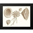 thumbnail image 2 of Vision Studio 24x19 Black Modern Framed Museum Art Print Titled - Sepia Water Lily I, 2 of 5