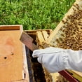 thumbnail image 5 of Honey Keeper 2-Pack Stainless Steel J Hook Bee Hive Tool, 10-1/2 inch Frame Lifter and Scraper, Beekeeping Equipment, 5 of 6