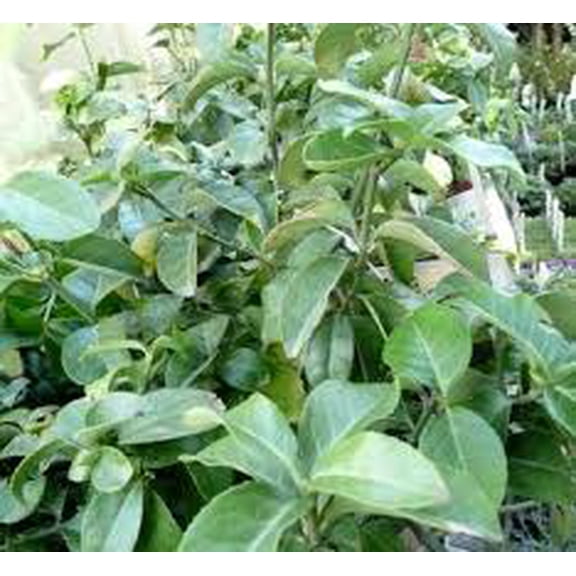 RedCrocus Euonymus Butterscotch | Evergreen Shrub with Golden Foliage | Low Hedge & Border Plants 1 Gallon Nursery Pot