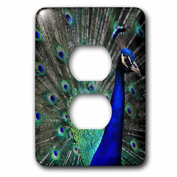 3dRose, Photograph of a stunning male peacock showing off for the camera., 2 plug outlet cover