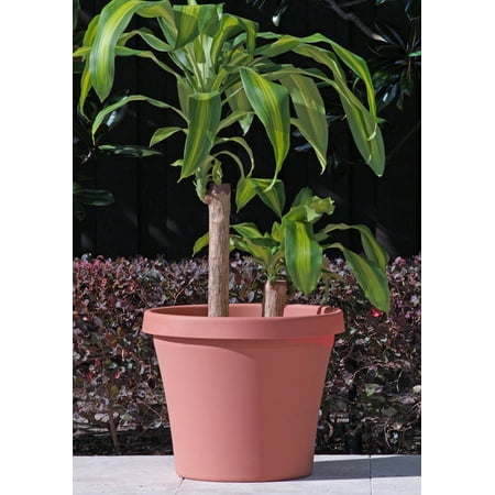 Terra Cotta Oval Planter - Bloem Terra Pot Planter 6