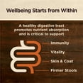 thumbnail image 5 of Wellness CORE Digestive Health Beef Grain Free Wet Dog Food, 13 Ounce Can (Pack of 12), 5 of 12