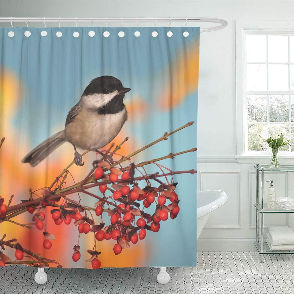 SUTTOM Red Autumn Black Capped Chickadee Poecile Atricapillus on