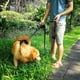 thumbnail image 3 of Correa para Perros con Asas Dobles para Entrenamiento de Seguridad y Control: Correas para Perros Grandes o medianos, Negro + Mango Verde, 3 of 5