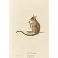 thumbnail image 2 of Jean-Baptiste Audebert 11x14 Gold Ornate Wood Frame and Double Matted Museum Art Print Titled - The Reactive (1797), 2 of 4