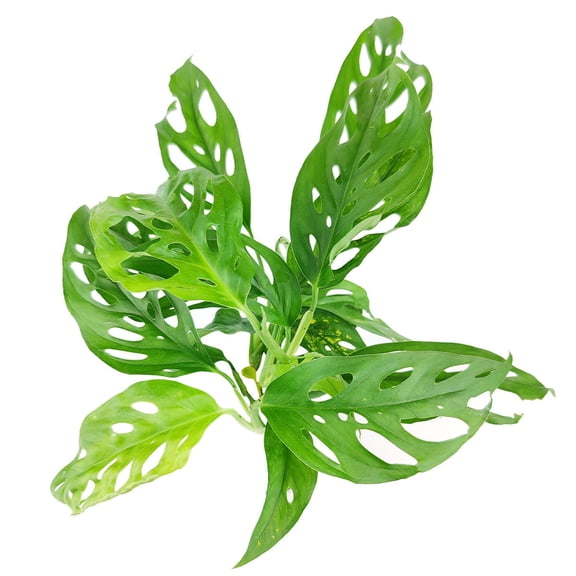Monstera Adansonii 'Swiss Cheese' - 5 inch