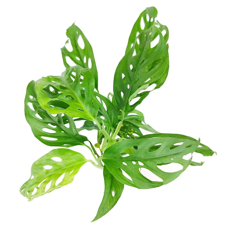 white birkin philodendron Philodendron 'White Measure' Birkin Nursery 6