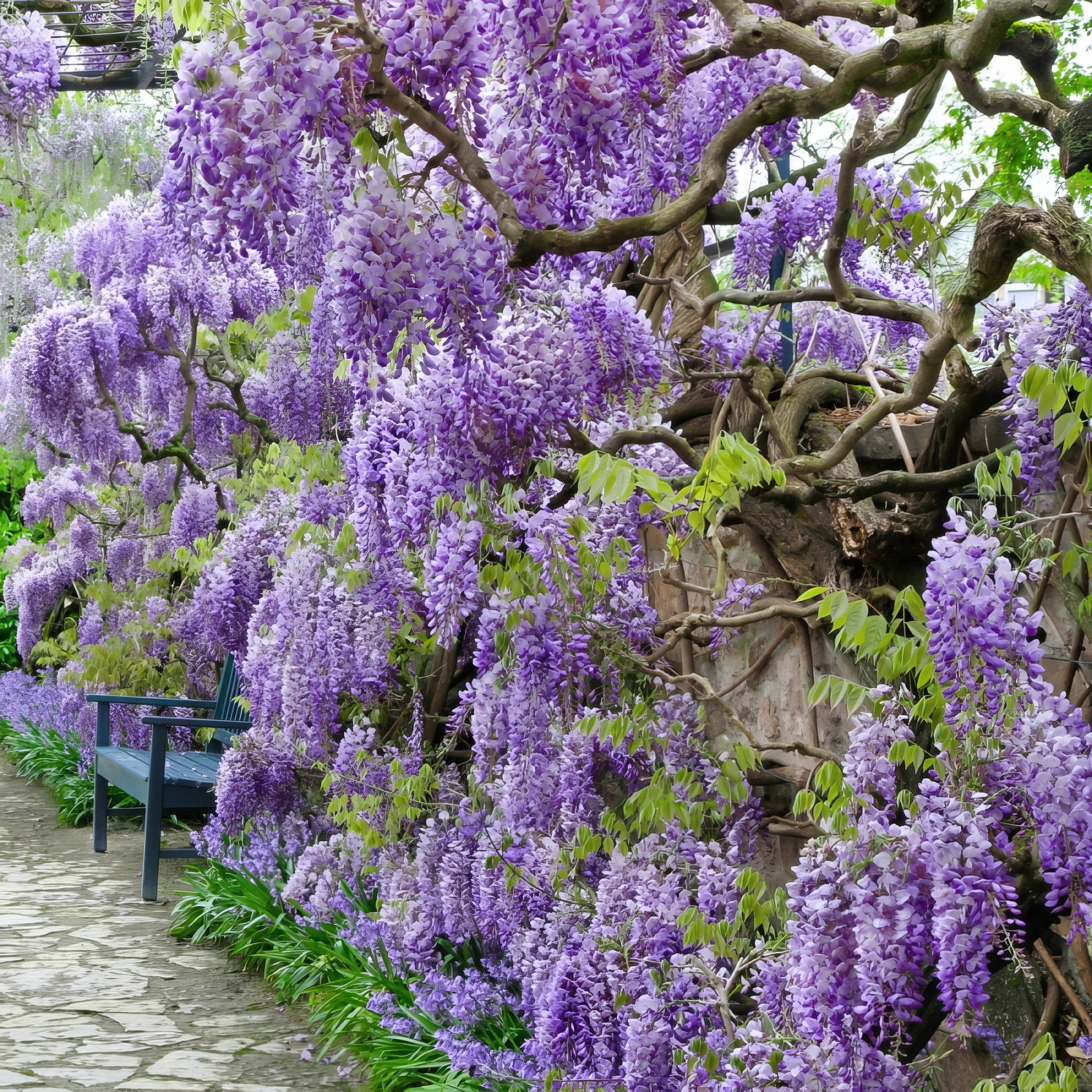 National Plant Network 3 gal. Wisteria Amethyst Falls Perennial Plant