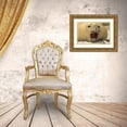 thumbnail image 3 of Illg, Cathy and Gordon 32x23 Gold Ornate Wood Framed with Double Matting Museum Art Print Titled - Sea Lion Island Southern elephant seal, 3 of 4