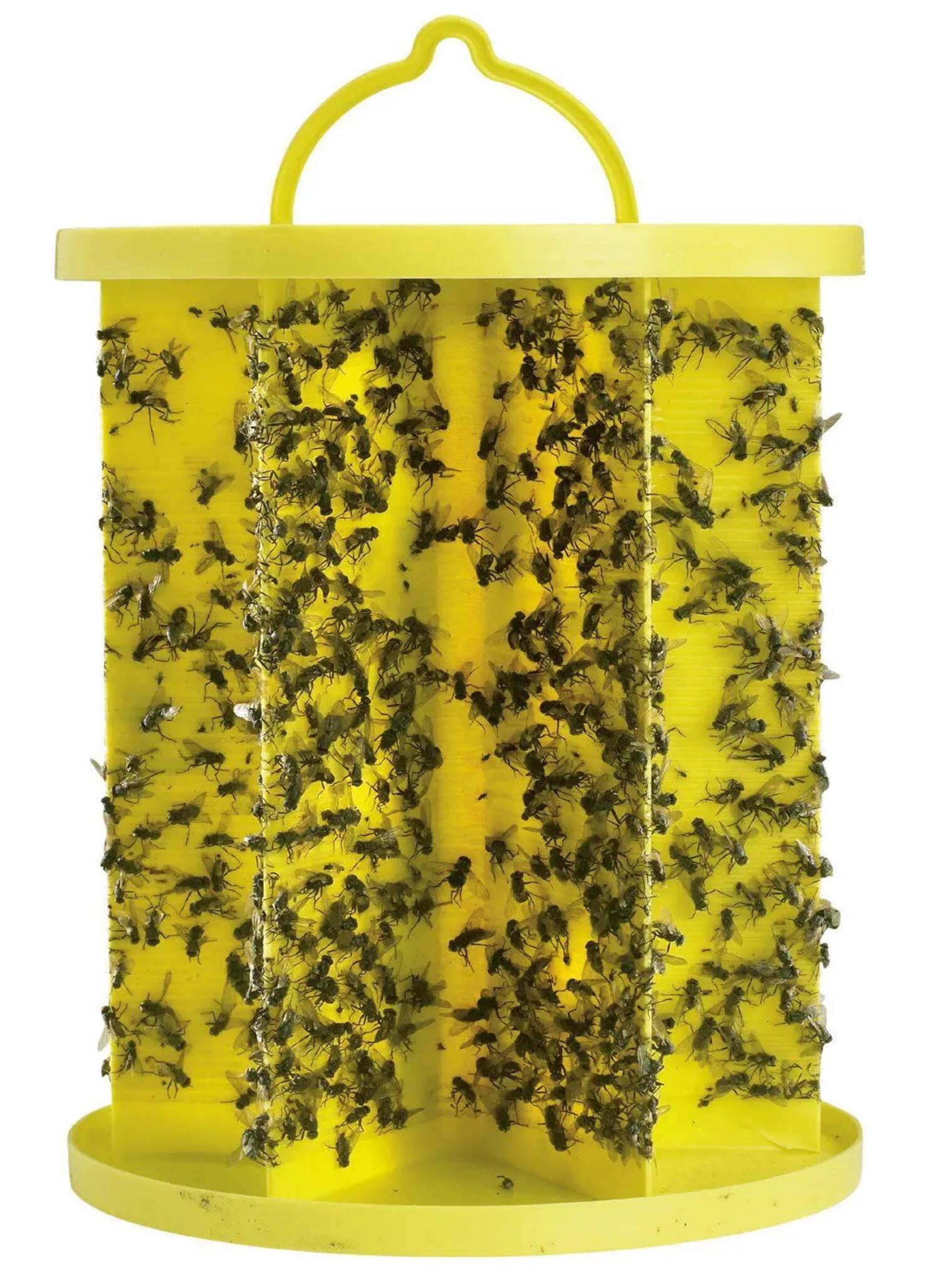 Starbar EZ Fly Trap Odor Free Sticky Glue Insect Killer