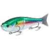 Gizzard Shad
