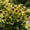 B, variant on Perennial Calla Lily For Planting-Premium Garden Stakes-Home Decoration-Bloom Year After Year-(Non-Artificial)