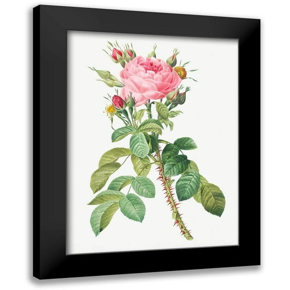 Redoute, Pierre Joseph 11x14 Black Modern Framed Museum Art Print Titled - Rosa bifera macrocarpa, Lelieurs Four Seasons Rose