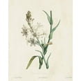 thumbnail image 2 of de Langlois  20x24 Black Ornate Wood Framed with Double Matting Museum Art Print Titled - Traditional Botanical IV, 2 of 4