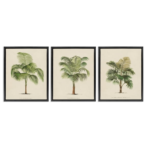 Stupell Industries Les Palmiers Botanical Trio Botanical & Floral Painting Black Floater Framed Canvas Art Print Wall Art, 17 x 21, Set of 3