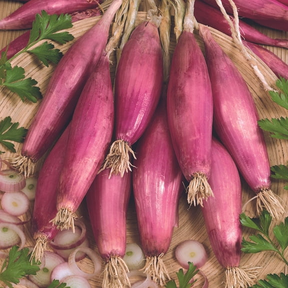 Red of Florence Onion 1g ~337 Seeds – Heirloom, Non-GMO, Open-Pollinated – Slender Red Bulbs – Mild, Sweet Flavor – High Germination – Ideal for Gardens & Farms – Great for Fresh Use & Cooking