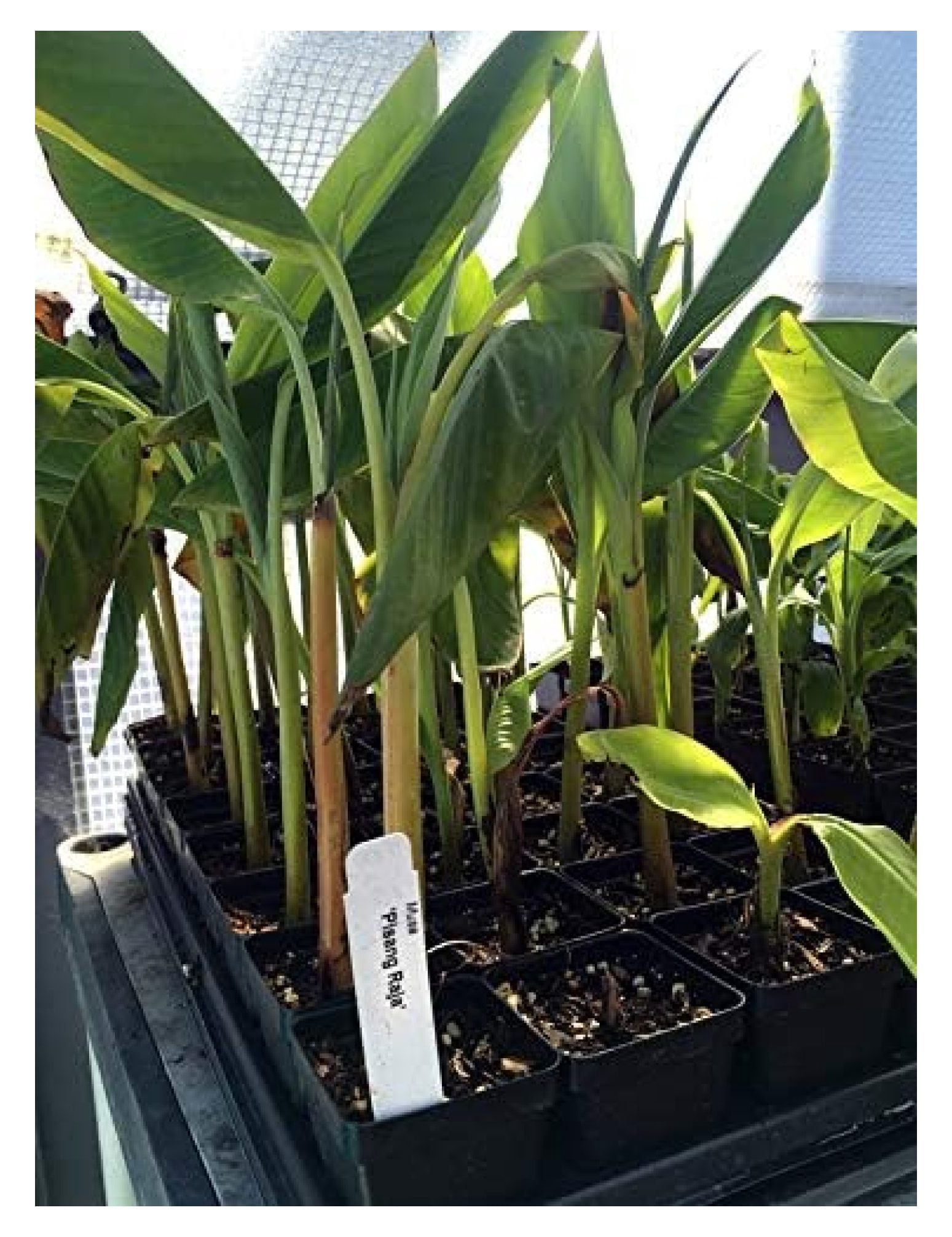 Pisang Raja Banana Plant - King of Bananas - Live Plant