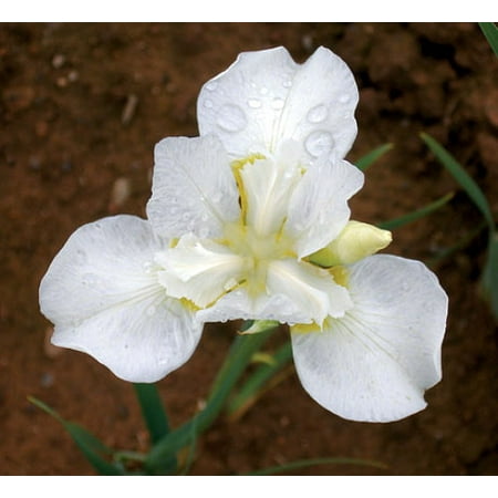 - White Swirl Siberian Iris - Ivory White with a Touch of Gold - Quart Pot
