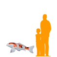 thumbnail image 2 of Koi Fish Life Size Statue, 2 of 9