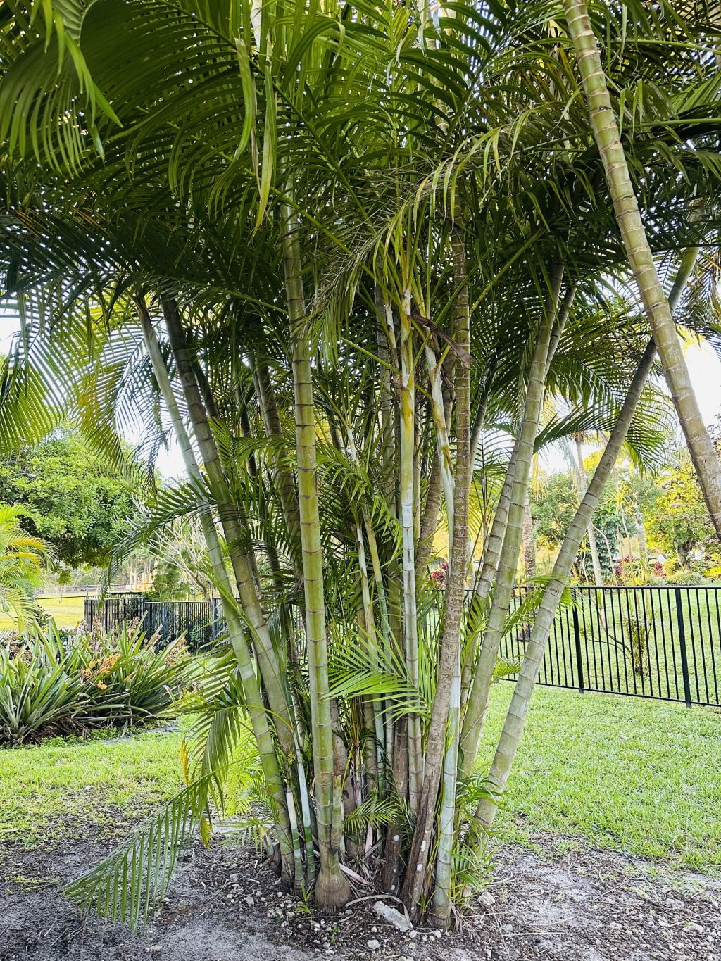 THREE Outdoor Live Plants- Starter Areca Palms - Grows to 20-30 ft in Height Indoor Outdoor Plant- Strong Young Small Plants