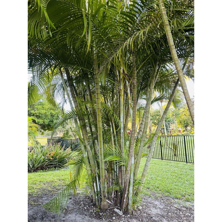 Three Outdoor Live Plants- Starter Areca Palms - Grows to 20-30 ft in Height Indoor Outdoor Plant- Strong Young Small Plants