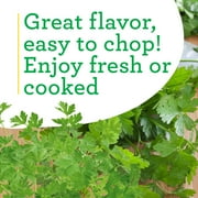 Bonnie Plants Italian (Flat) Parsley 19.3 oz. 2-Pack