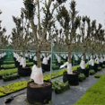 thumbnail image 2 of 2Pcs Potato Non-Woven Grow Bags Vegetable Portable Planting Bag Planting Bags for Onion, 2 of 4