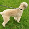 thumbnail image 2 of Bungee 1" Dog Leash 4'-Black/Gray, 2 of 2