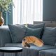 thumbnail image 2 of Luxury Decor Hauntingdog Design Pillow Kazuha Plush Stuffed Animal Dogs Soft Toy Dog, 2 of 4