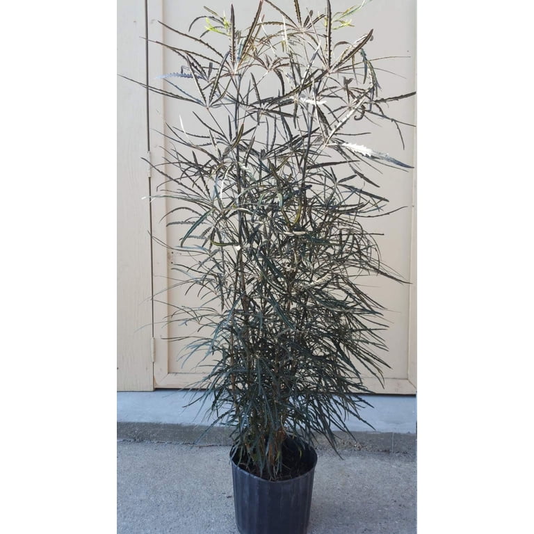 False Aralia - Live Plant in a 10 Inch Pot - Schefflera Elegantissima -  Beautifully Textured Indoor Foliage Specimen - Walmart.com